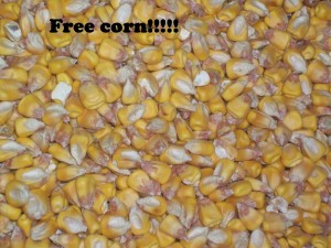 free corn