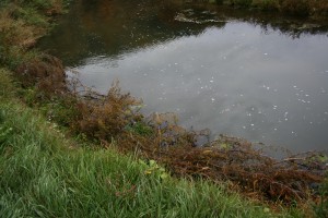 Red cedar trees are used to slow down the flow of Riceford Creek and help rebuild stream bank.
