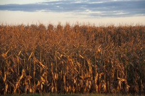 Minnesota corn