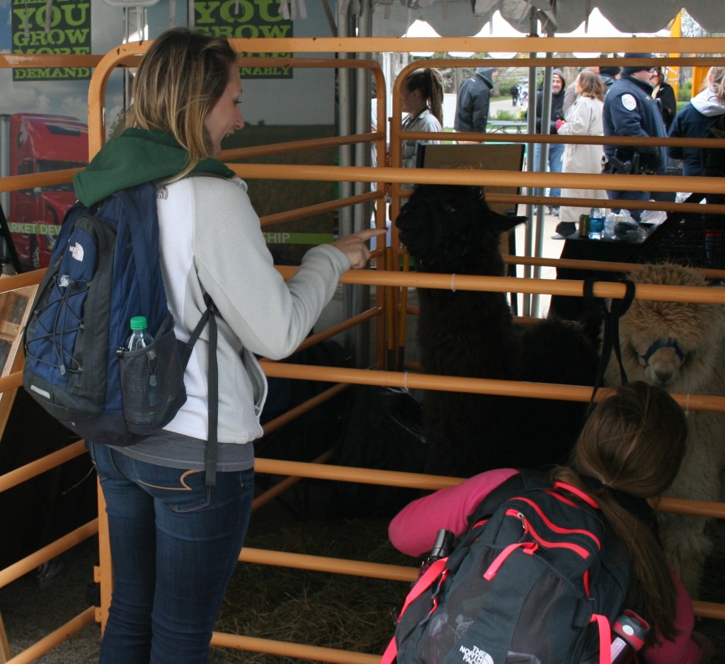 Petting the llamas was a big hit at Ag Awareness 2015.