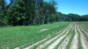 Goodhue County farmer Ryan Buck installed this 160-foot diversionin the fall of 2013. It prevents soil runoff over the hillside by collecting water and safely draining it through a six-foot pipe. 