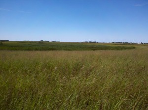 MN restored wetland