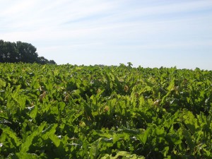 A sugar beet field in Minnesota.