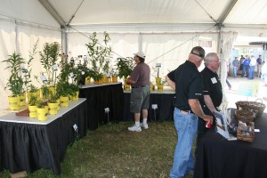 A display of pollinator-friendly plants was on display in the MN Corn Growers Farmfest tent.