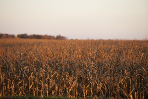 An on-farm water storage project could help irrigate thirsty crops in the dry later summer months.