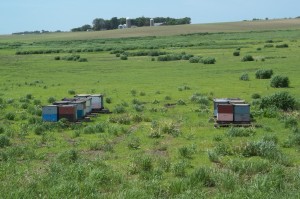 Luepke's CRP acres also provide habitat for bee hives.