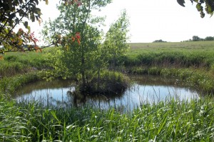 In addition to bee and pheasant habitat, Luepke's farm also has a wildlife pond.