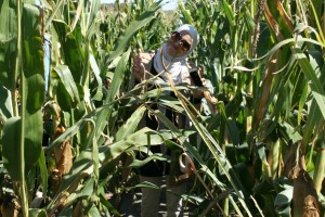 Nesrine Rekik Zayani from Tunisia stops for a fun photo in Dwight Mork's corn field near Bellingham, Minn.