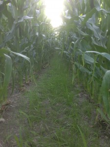 A rye cover crop growing in one of Bryan Biegler's corn fields.