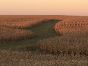 Grass waterways like this one are one of the many common conservation practices featured on MCGA's new Conservation Story Map.