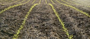 Corn plants sprouting in a field that was previously planted in soybeans.