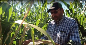 Jerry Ackerman in one of his corn fields where cover crops are also planted.