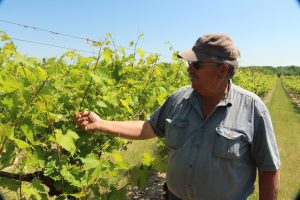 Jon Roisten checks the progress of his vines, which will produce 'Frontenac' wine grapes.