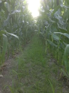 rye cover crop