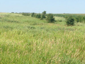Buffer near Montevideo, MN