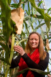 Prof. Candice Hirsch collects pollen