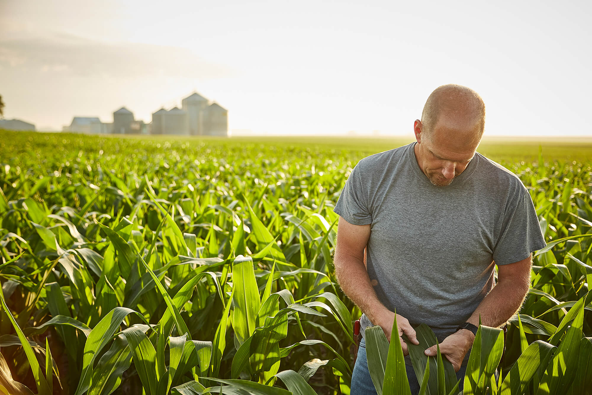 farmer examines corn stalks amid expansive green cornfield, with silos in the background.