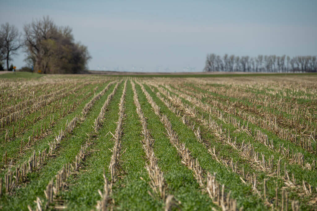 rows of harvested corn with green, vegetative cover crops in between the rows, and leave-less trees in the background