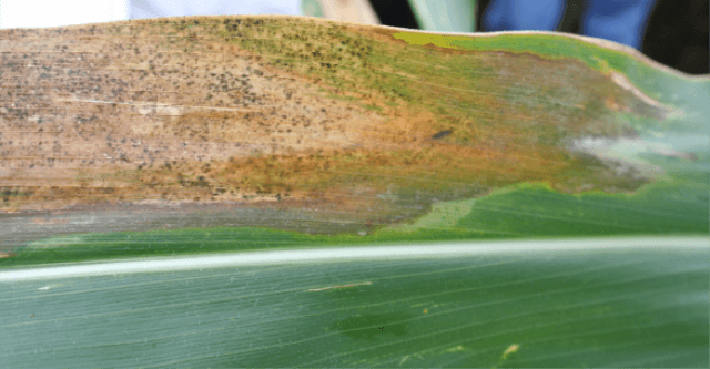 close-up of corn leaf infected with Goss’s Wilt, that could be cured with the lactonase enzyme