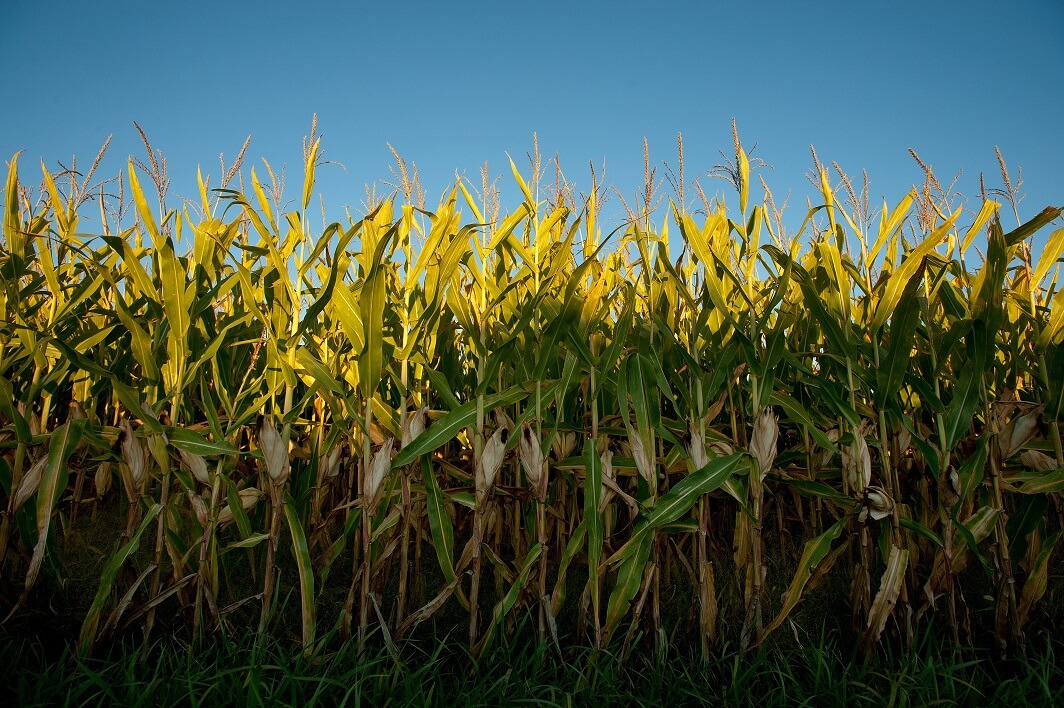 Recent rain is too late for this year's corn crop - Minnesota Corn