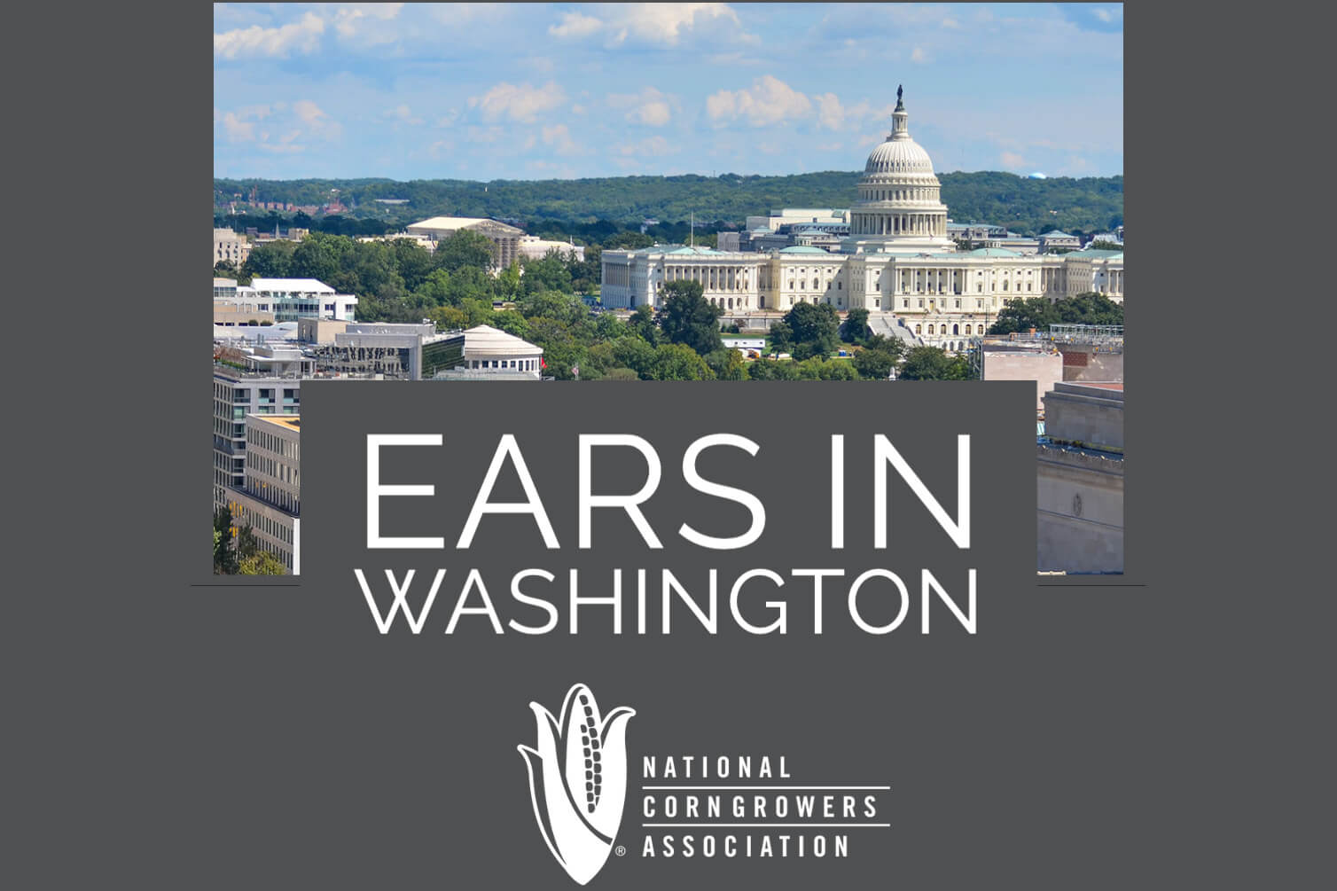 Ears in Washington