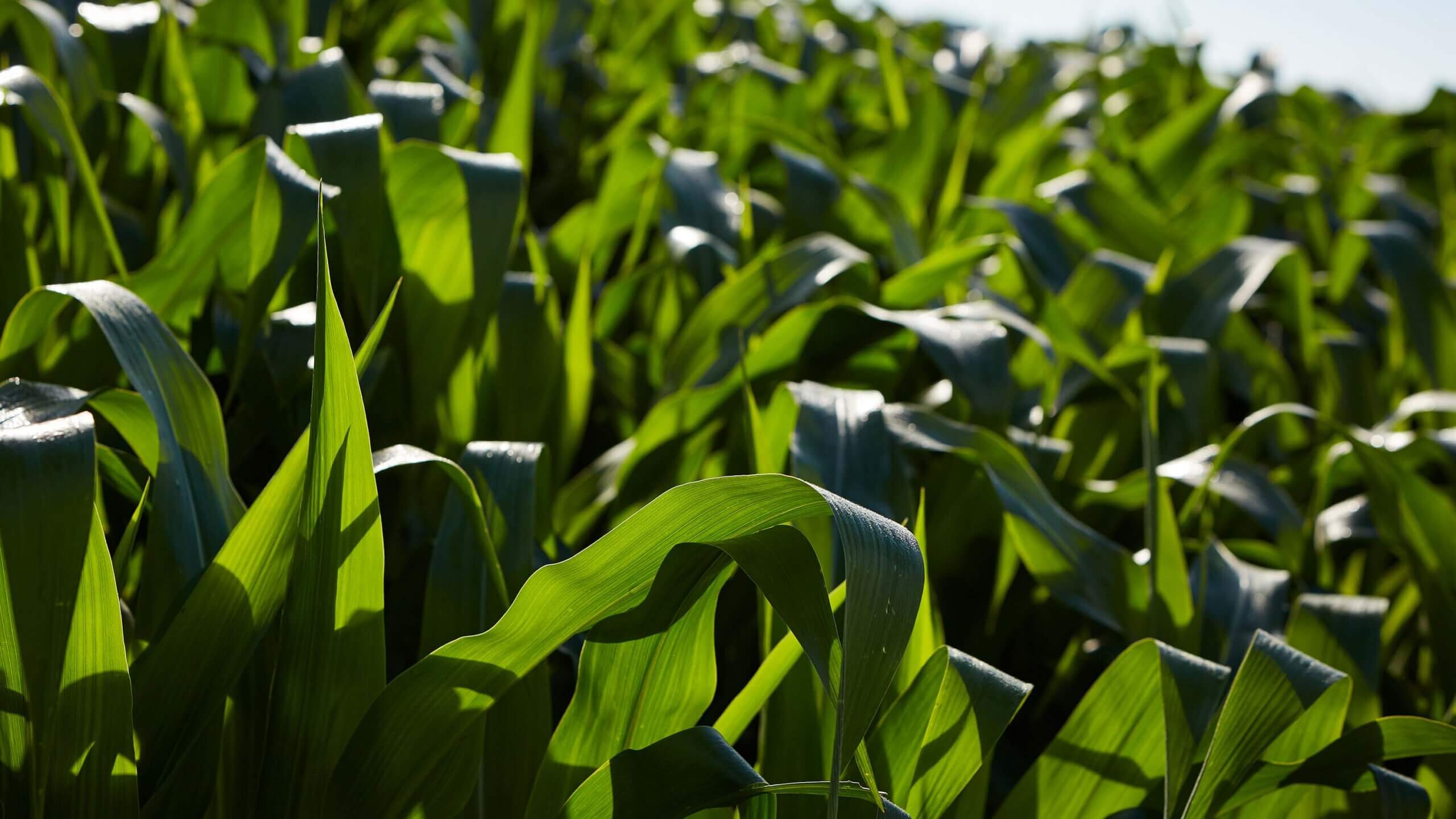 An Asset to Counties: MCGA Variety Plot Program - Minnesota Corn ...