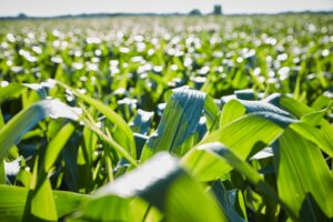 Corn crop growing in a field