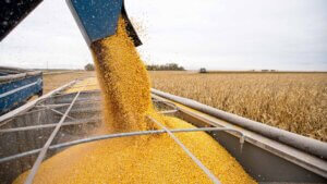 Corn kernels falling into a grain cart