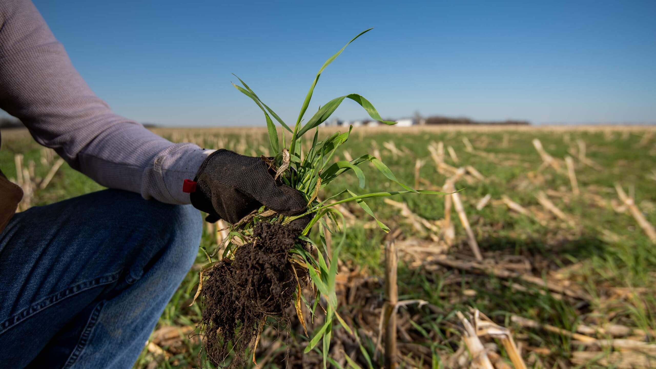 Cover crops in farm field